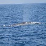 Whale-Dolphin-Watching-Mirissa01