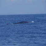 Whale-Dolphin-Watching-Mirissa04
