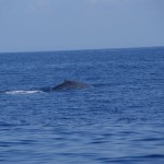 Whale-Dolphin-Watching-Mirissa05
