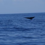 Whale-Dolphin-Watching-Mirissa06