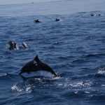 Whale-Dolphin-Watching-Mirissa08