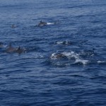 Whale-Dolphin-Watching-Mirissa09