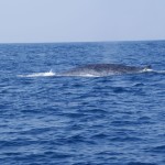 Whale-Dolphin-Watching-Mirissa15