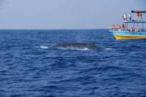 Whale-Dolphin-Watching-Mirissa16