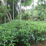Sri-Lanka-Teefabrik_001