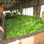 Sri-Lanka-Teefabrik_004